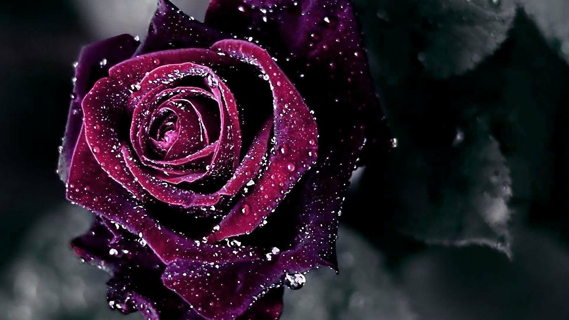 A close-up of a deep purple rose, glistening with water droplets. The dark background enhances the richness of the rose's color and the delicate texture of the petals