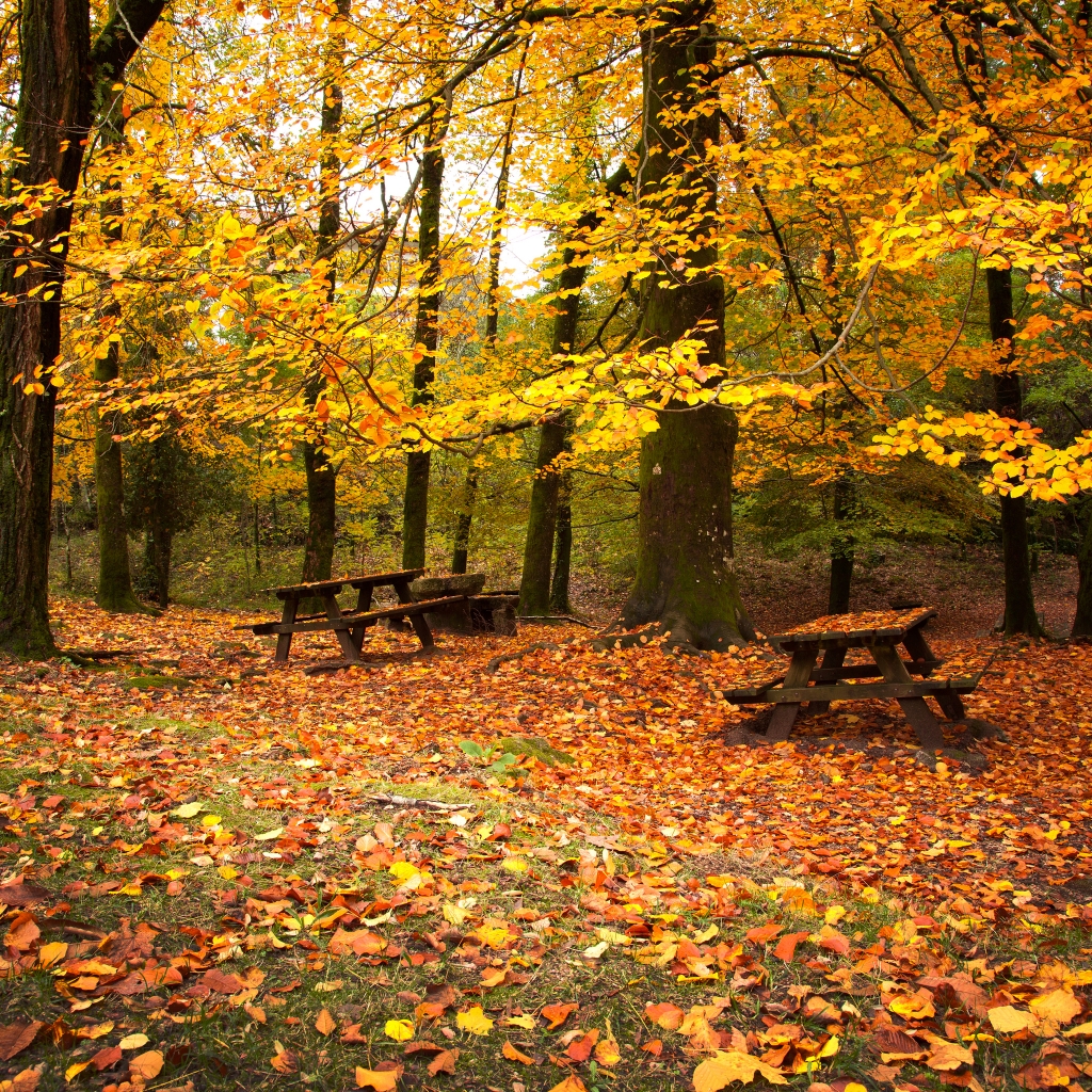 Autumn Leaves Falling Down iPad Wallpaper iPhone