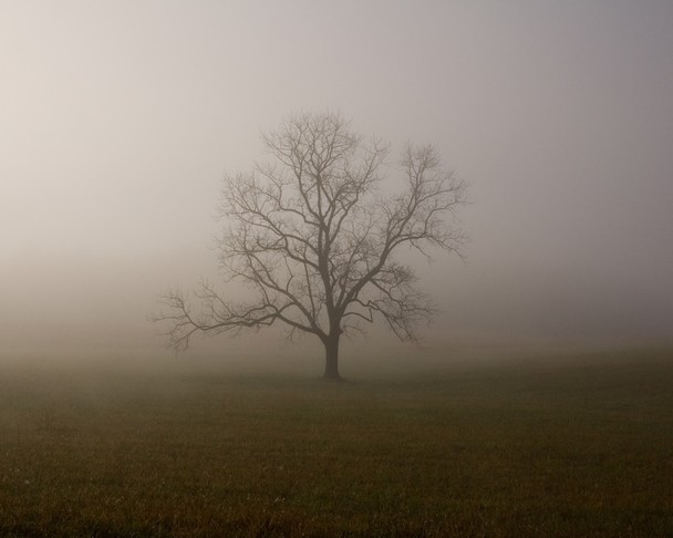 Tree In Mist Traveler Photo Contest National Geographic