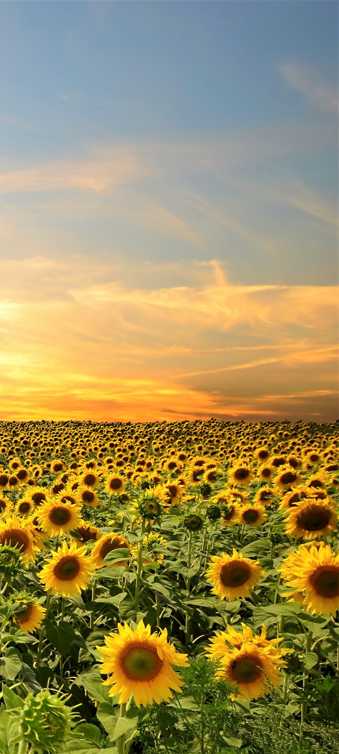 Sunflower Field Wallpaper