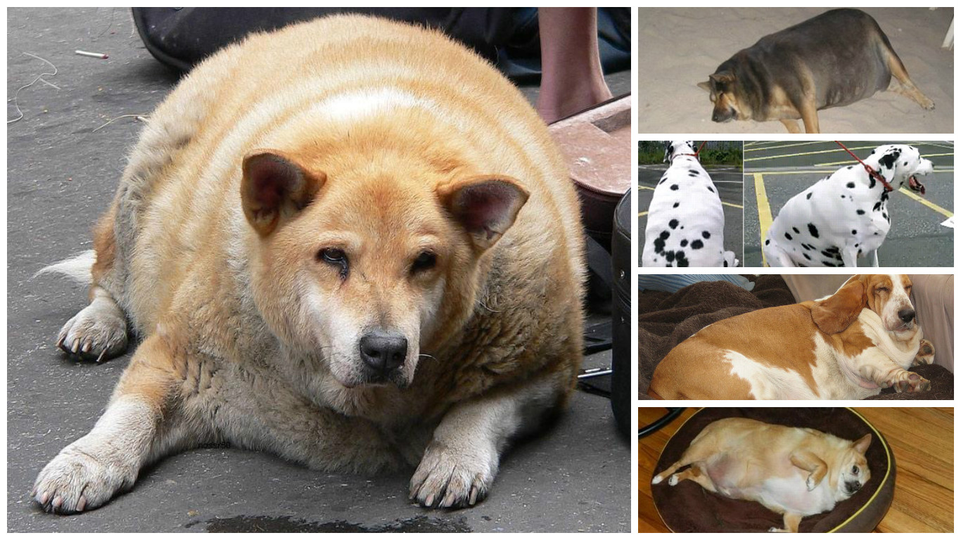 Fat Dogs Blank Template Imgflip