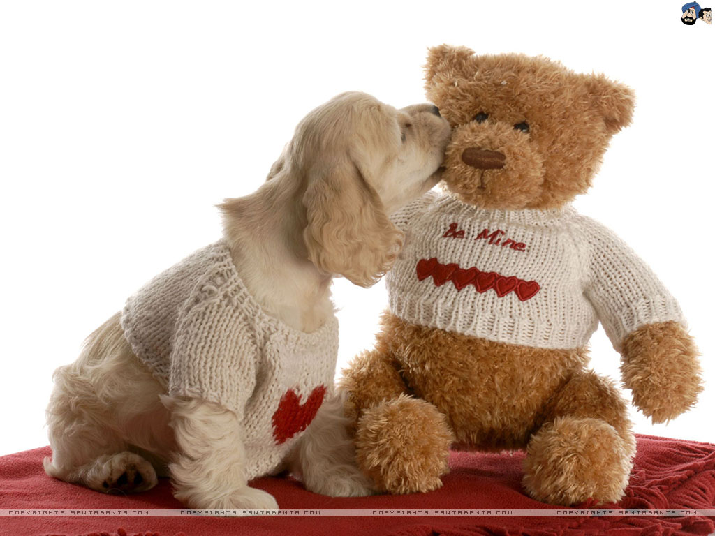 Teddy Bear HD Wallpaper Pictures Image