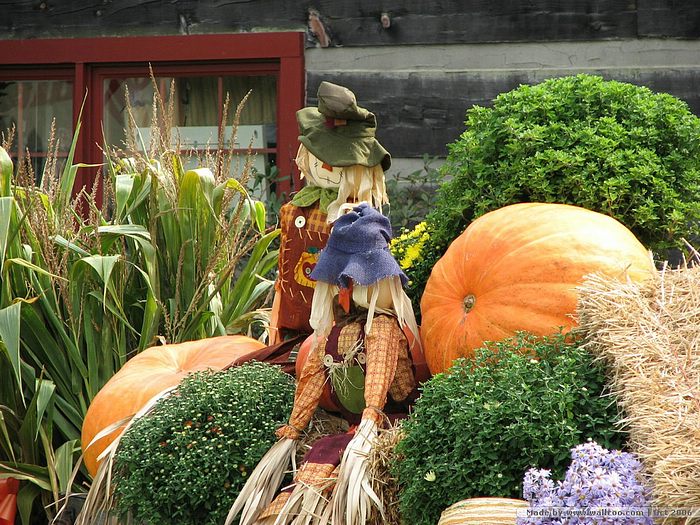 Pumpkin Display Pumpkins And Scarecrows Wallcoo