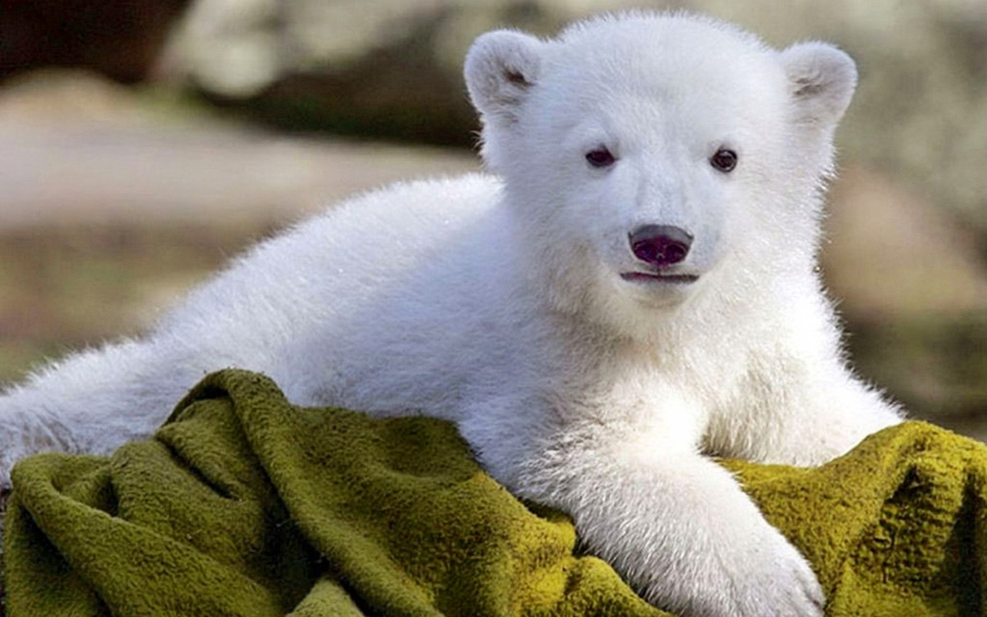Baby Polar Bear Wallpaper Animal Screen