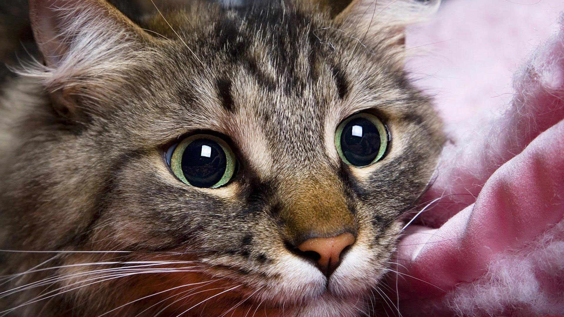 Close-up of a cute tabby cat with wide, expressive green eyes, nestled against a soft pink blanket