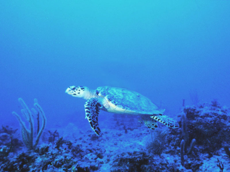 Sea Turtle Wallpaper Background