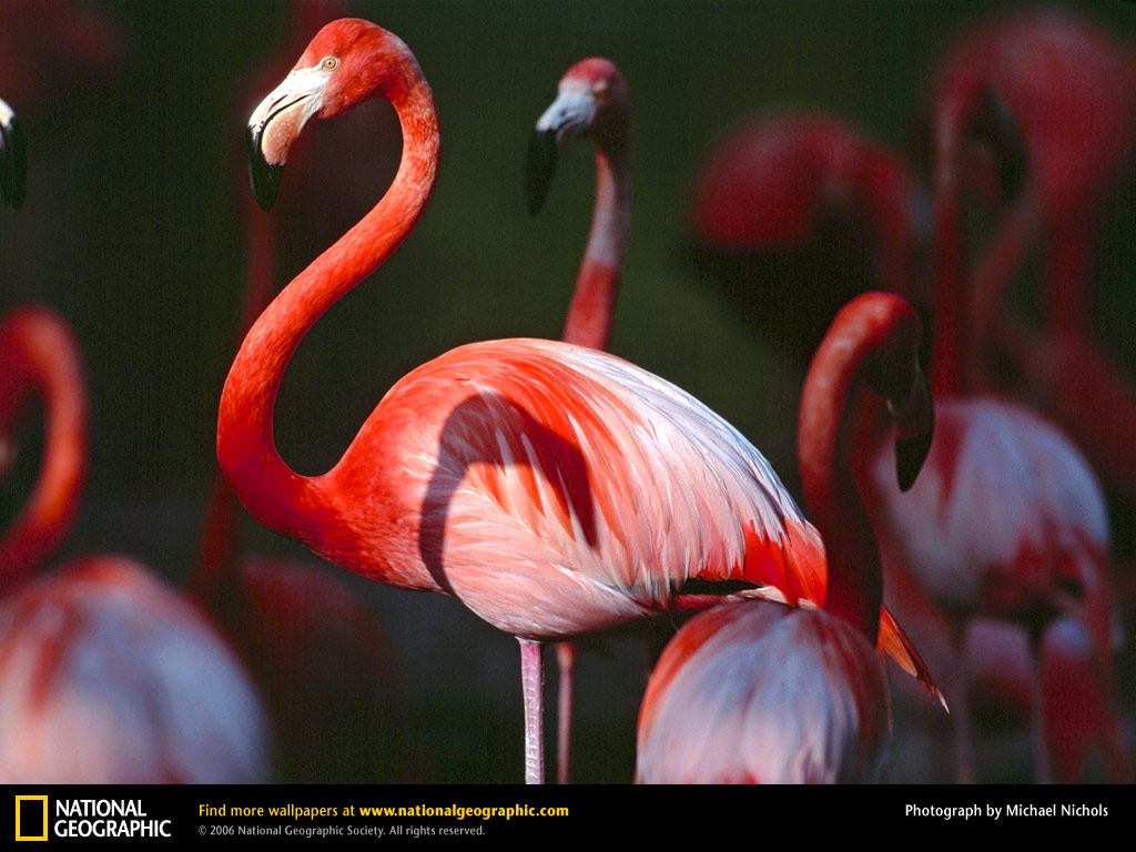 Flamingo Picture Greater Desktop Wallpaper