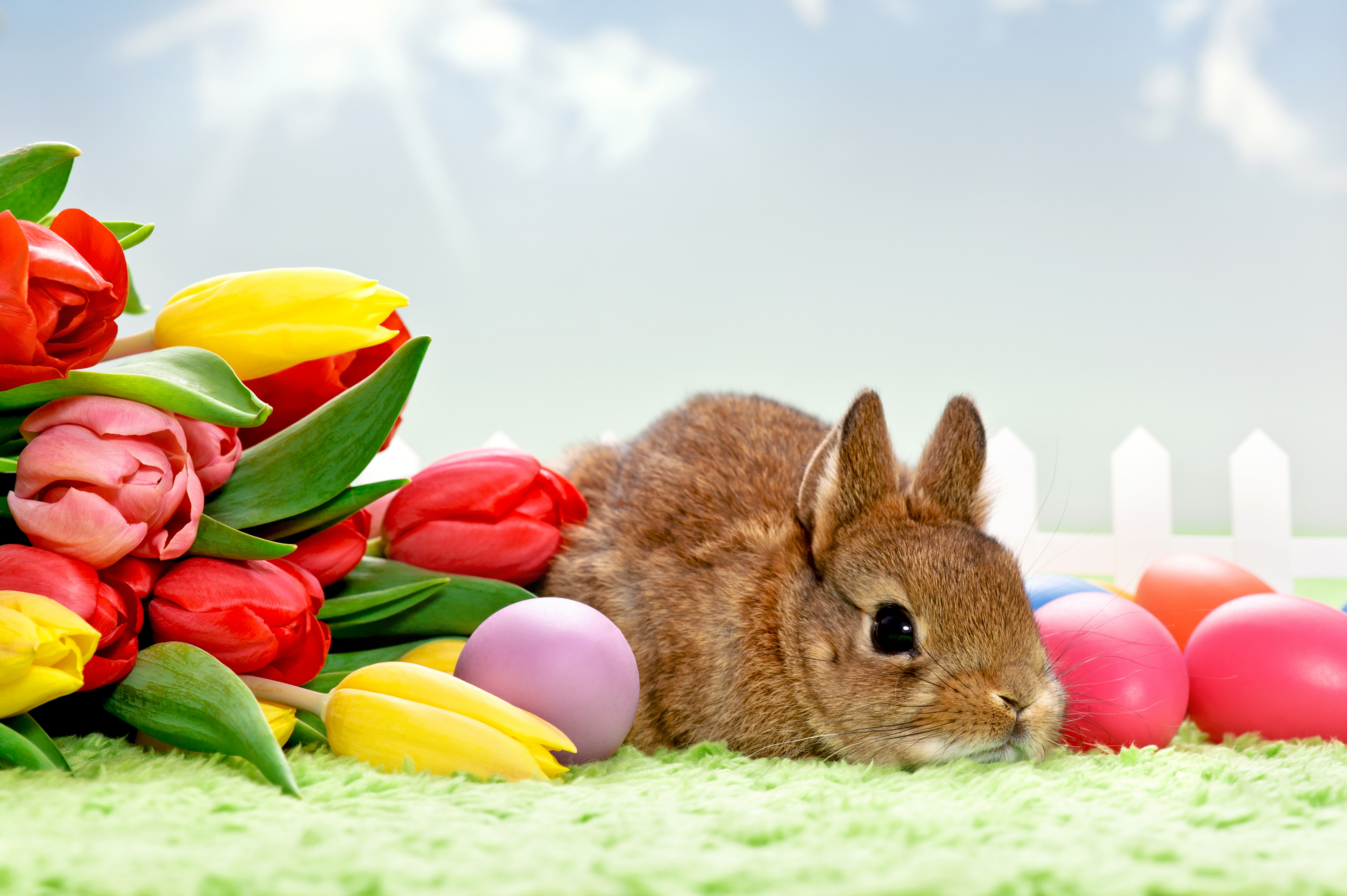 Tulips And Easter Bunny Wallpaper Image Pictures