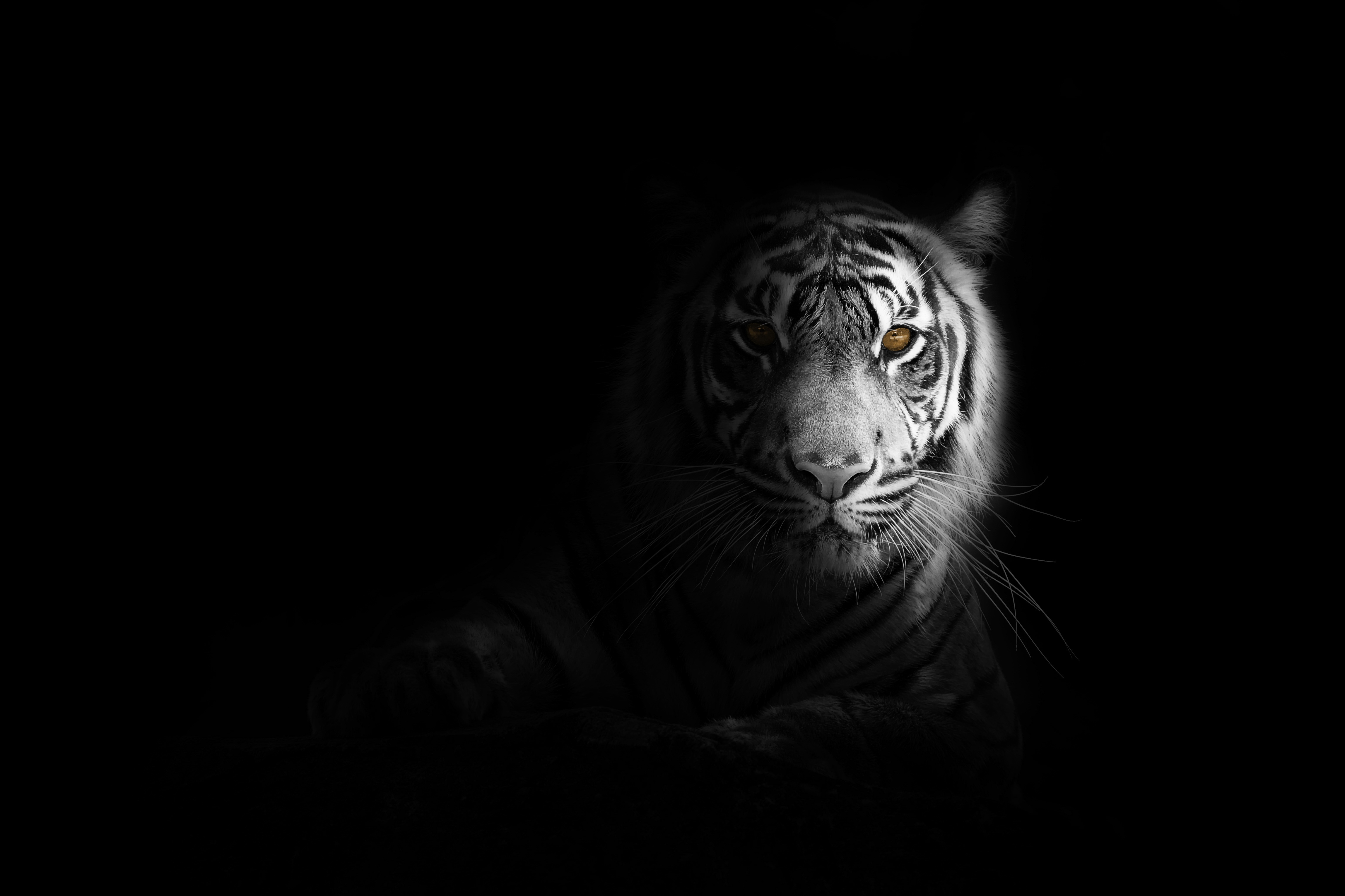 Wallpaper 4k Big Cat Tiger