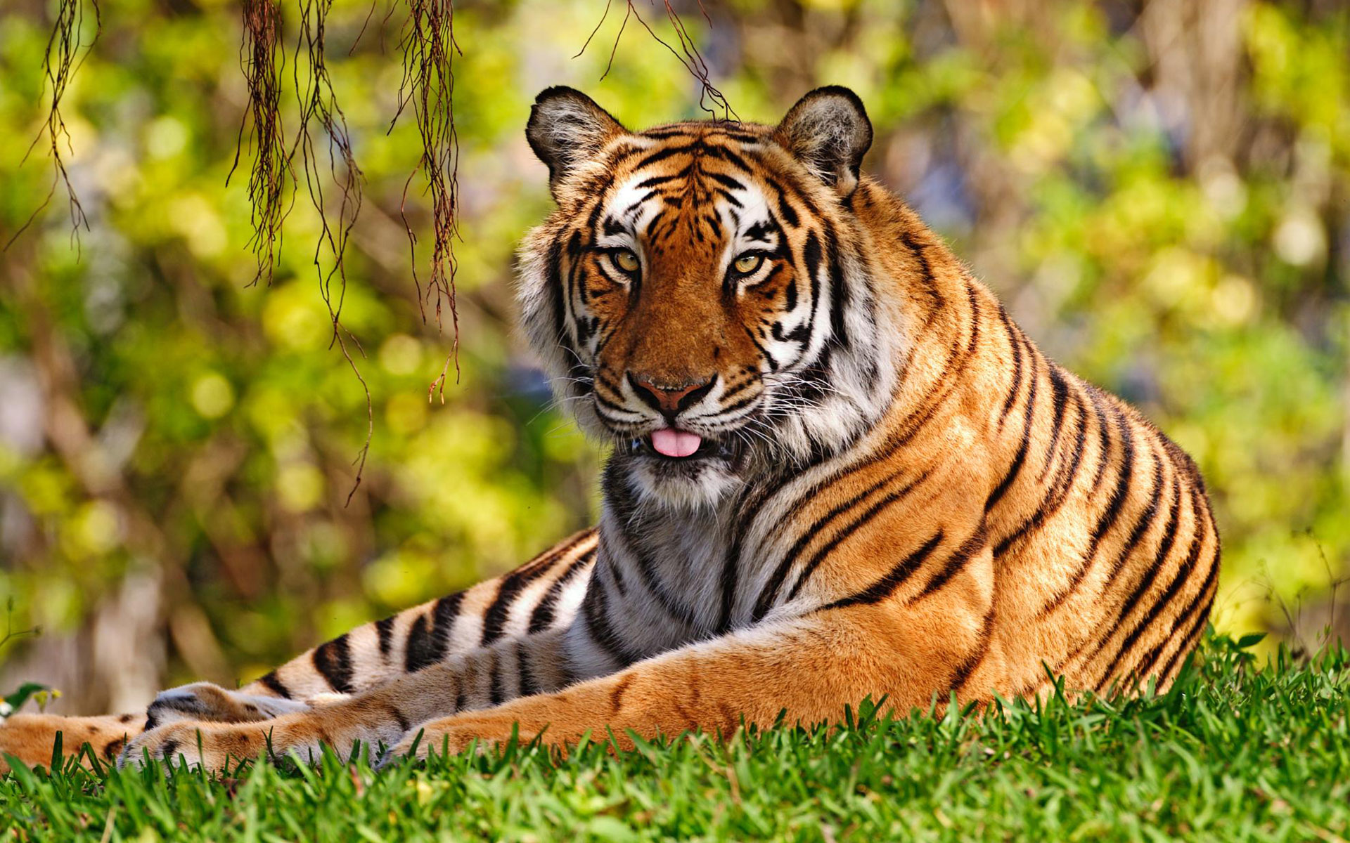 Tiger Widescreen Wallpaper HD