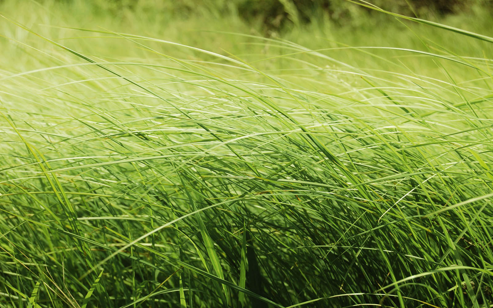 Tag Tall Grass Wallpaper Background Photos Image Andpictures