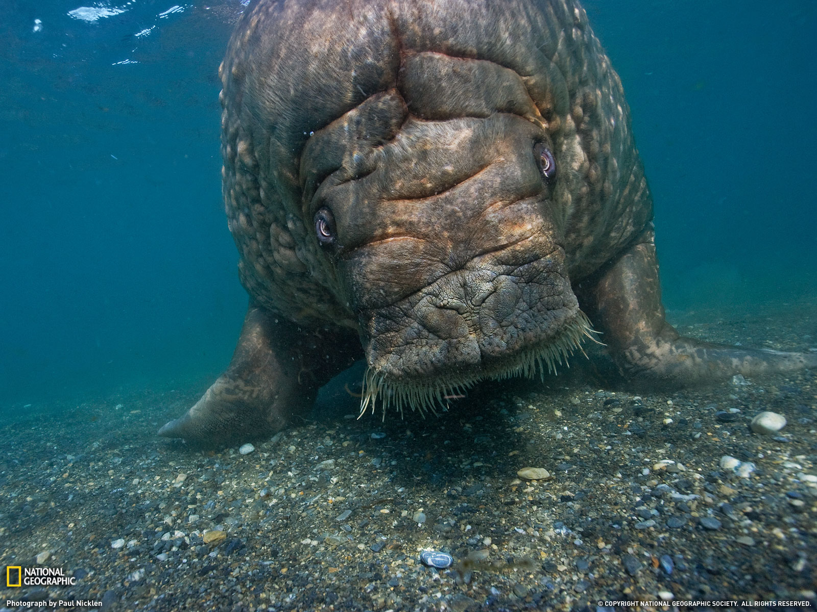 Atlantic Walrus Picture Norway Wallpaper National Geographic Photo