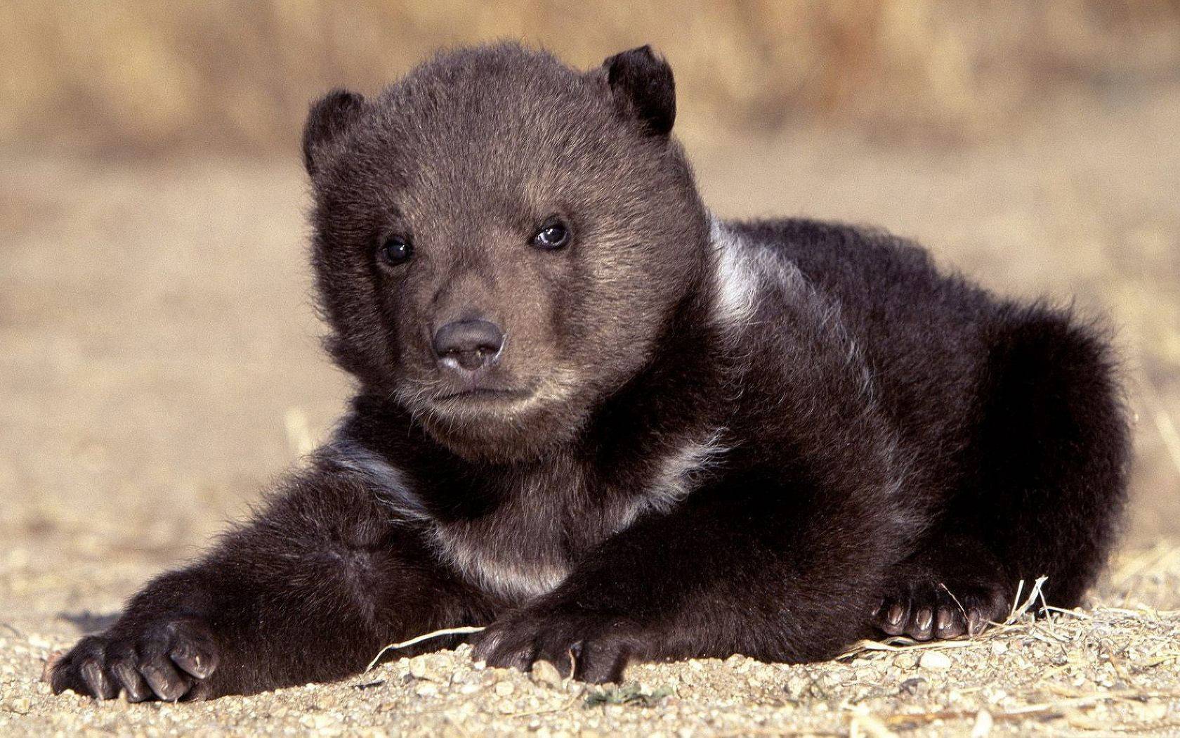Bear Cub Widescreen HD Wallpaper
