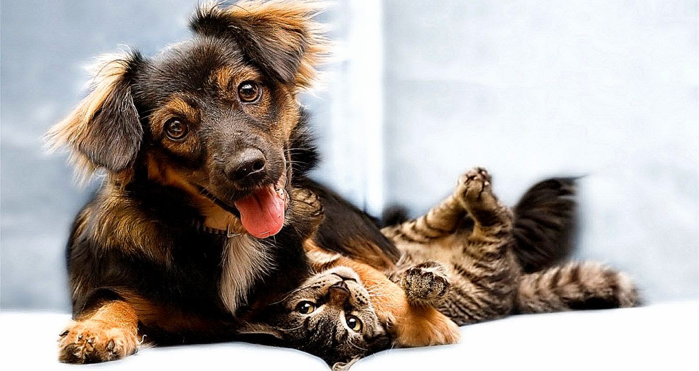 Funny Cats And Dogs Wallpaper HD Description Puppy