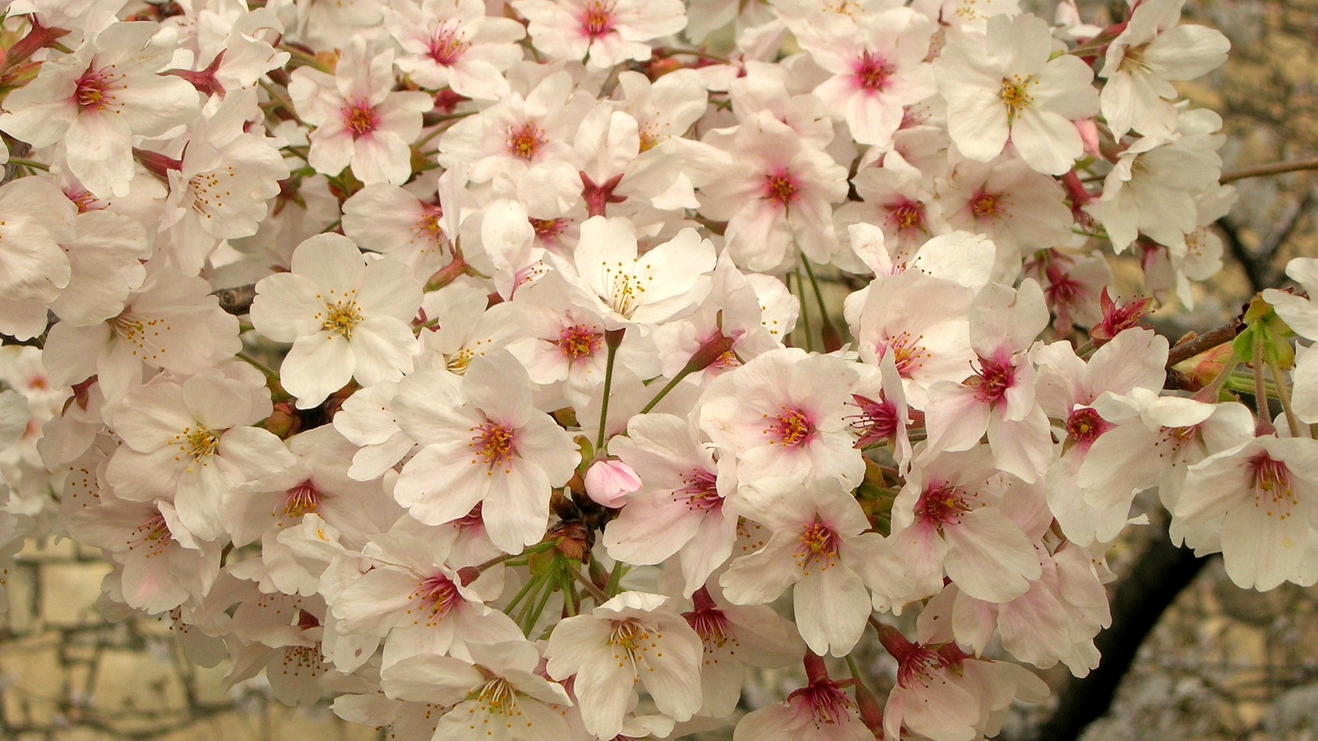Japanese Cherry Blossoms Widescreen Wallpaper