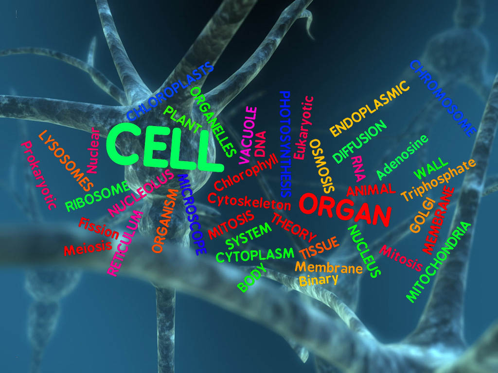 Biochemistry Wallpaper HD The Cell Wordle