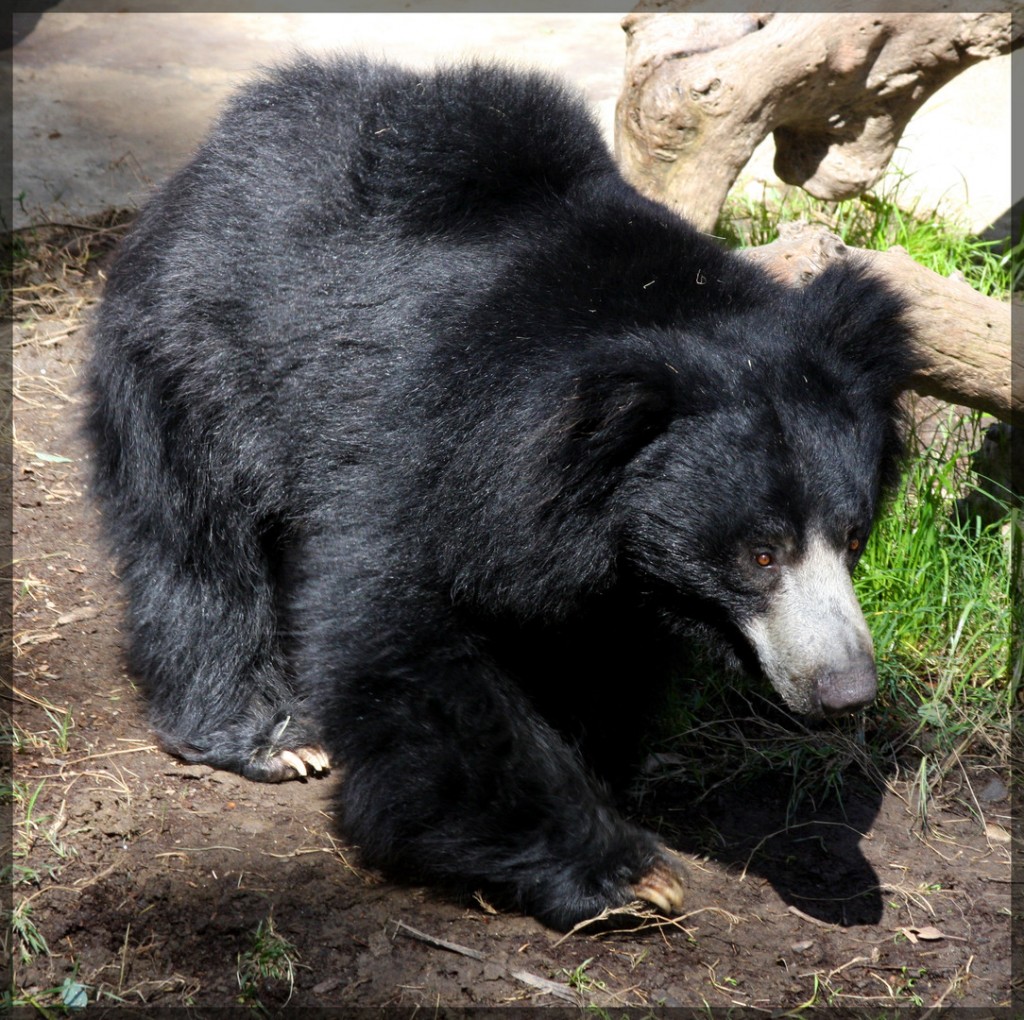 Sloth Bear Desktop Background AnimalplaHD