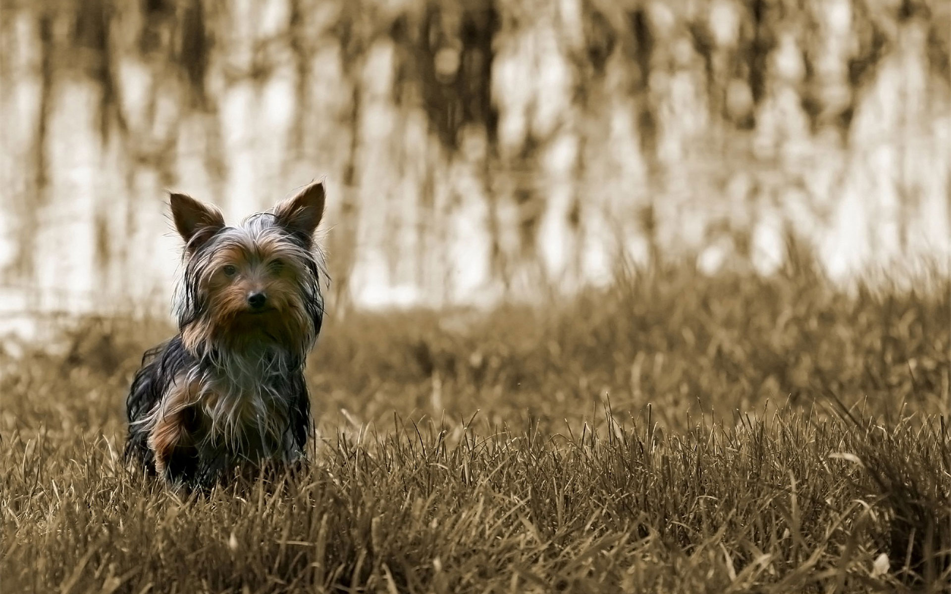 Yorkshire Terrier Dog HD Wallpaper