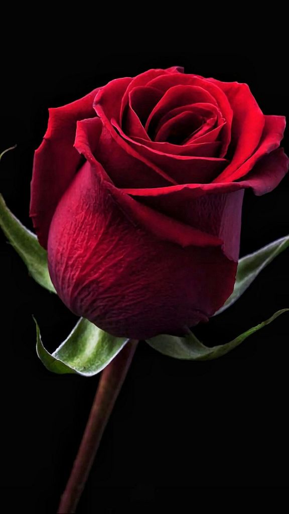 Beautiful Red Roses Flowers iPhone Wallpaper