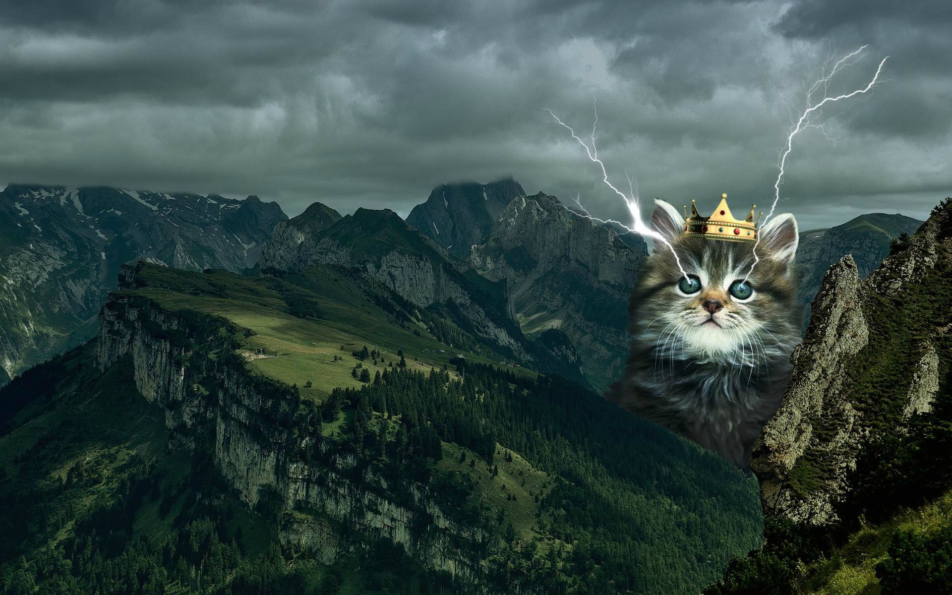 Princess Lightning Cat Kitten Wallpaper Desktop