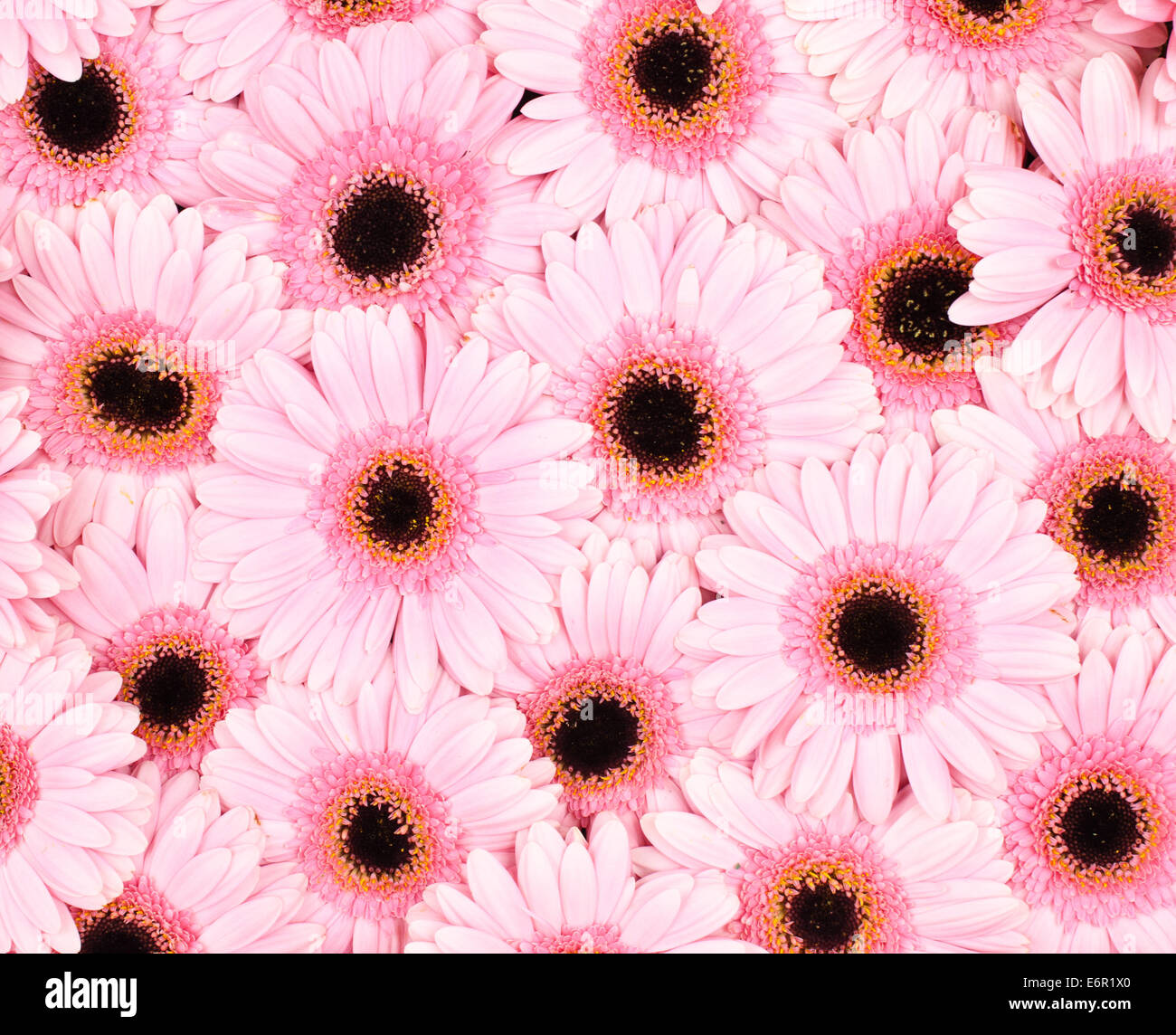 Pink gerbera daisy background Stock Photo