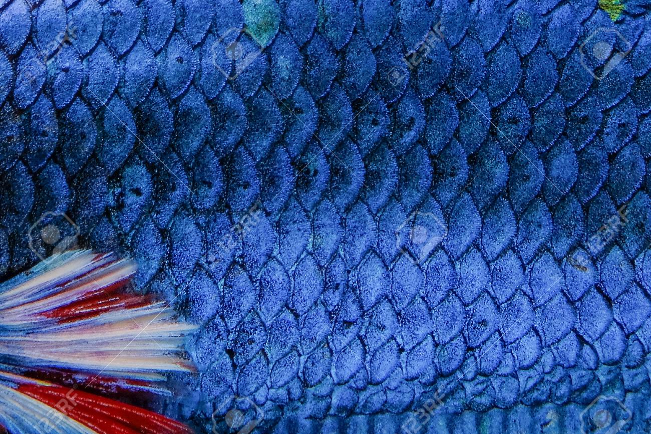 Fish Scale Siamese Betta Beautiful Color Background Stock