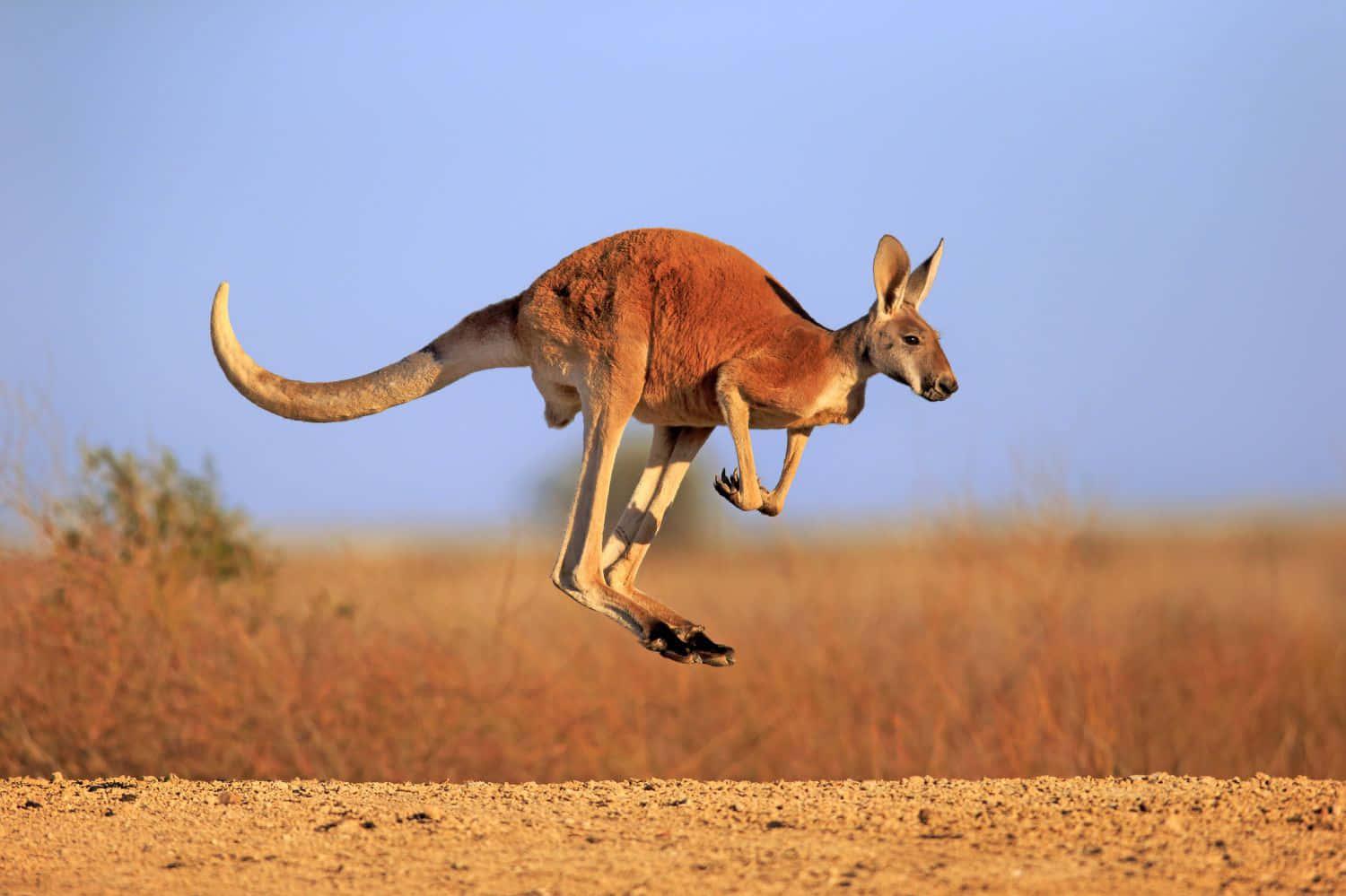 Kangaroo Pictures Wallpaper