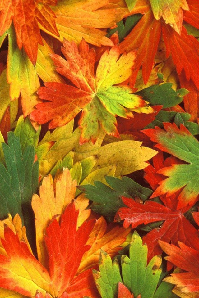 Autumn Leaf iPhone Wallpaper HD Screensaver