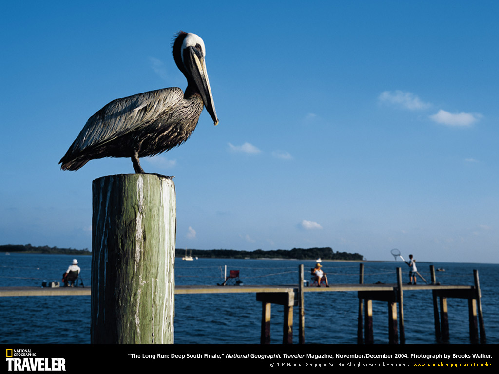 Florida Pelican Perch Photo Of The Day Picture Photography