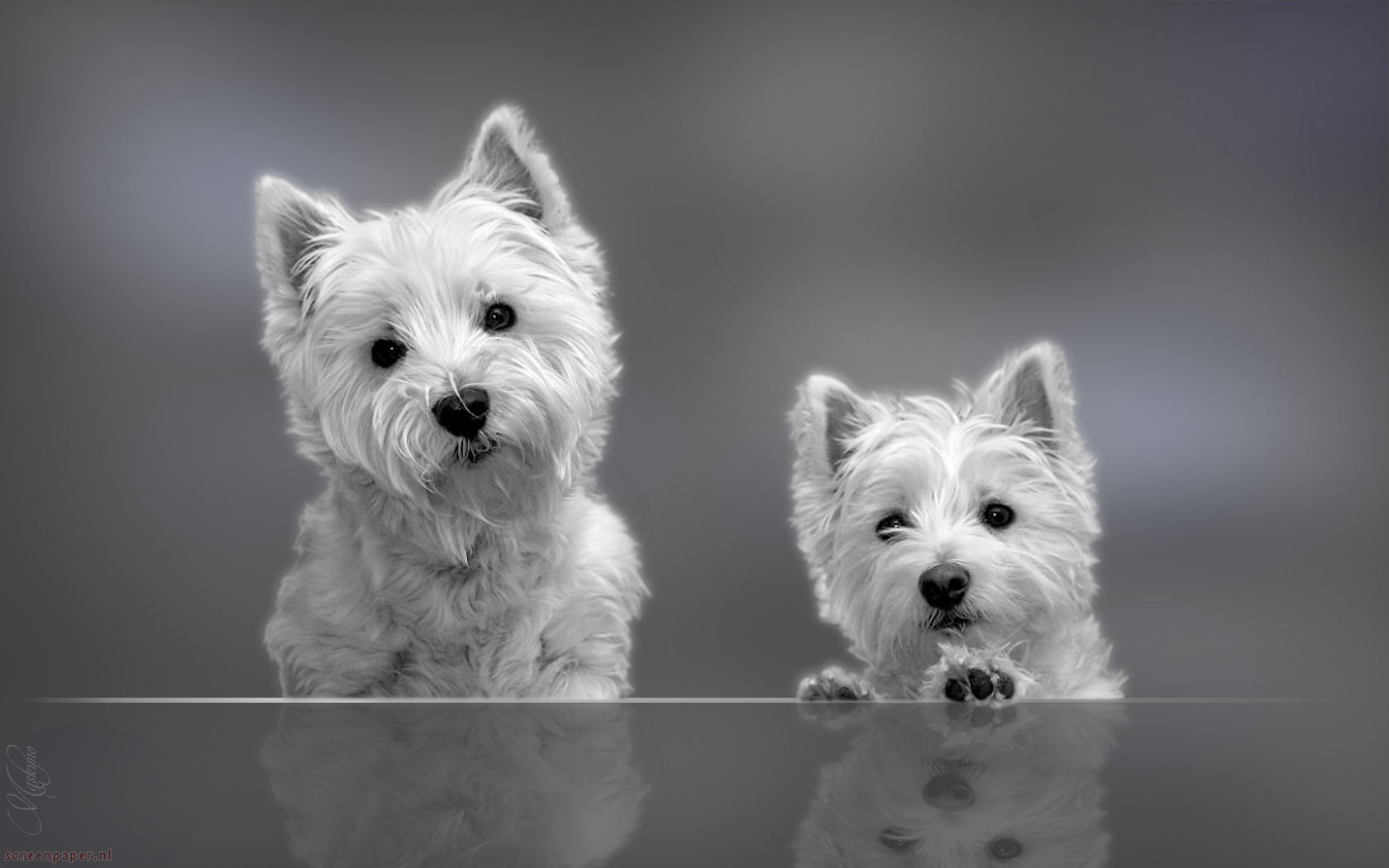 Westie Puppies Wallpaper Dog Img Need