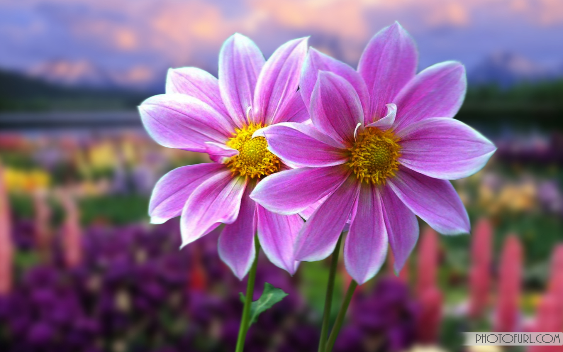 Animated Flower Laptop Computer Screen Laptops Background Beautiful