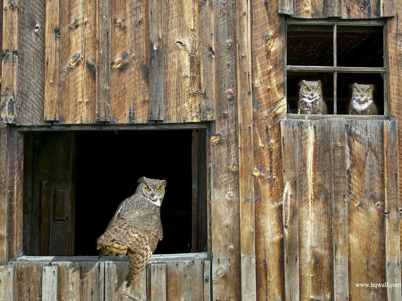 Barn Chicks Owls Animals Birds HD Desktop Wallpaper