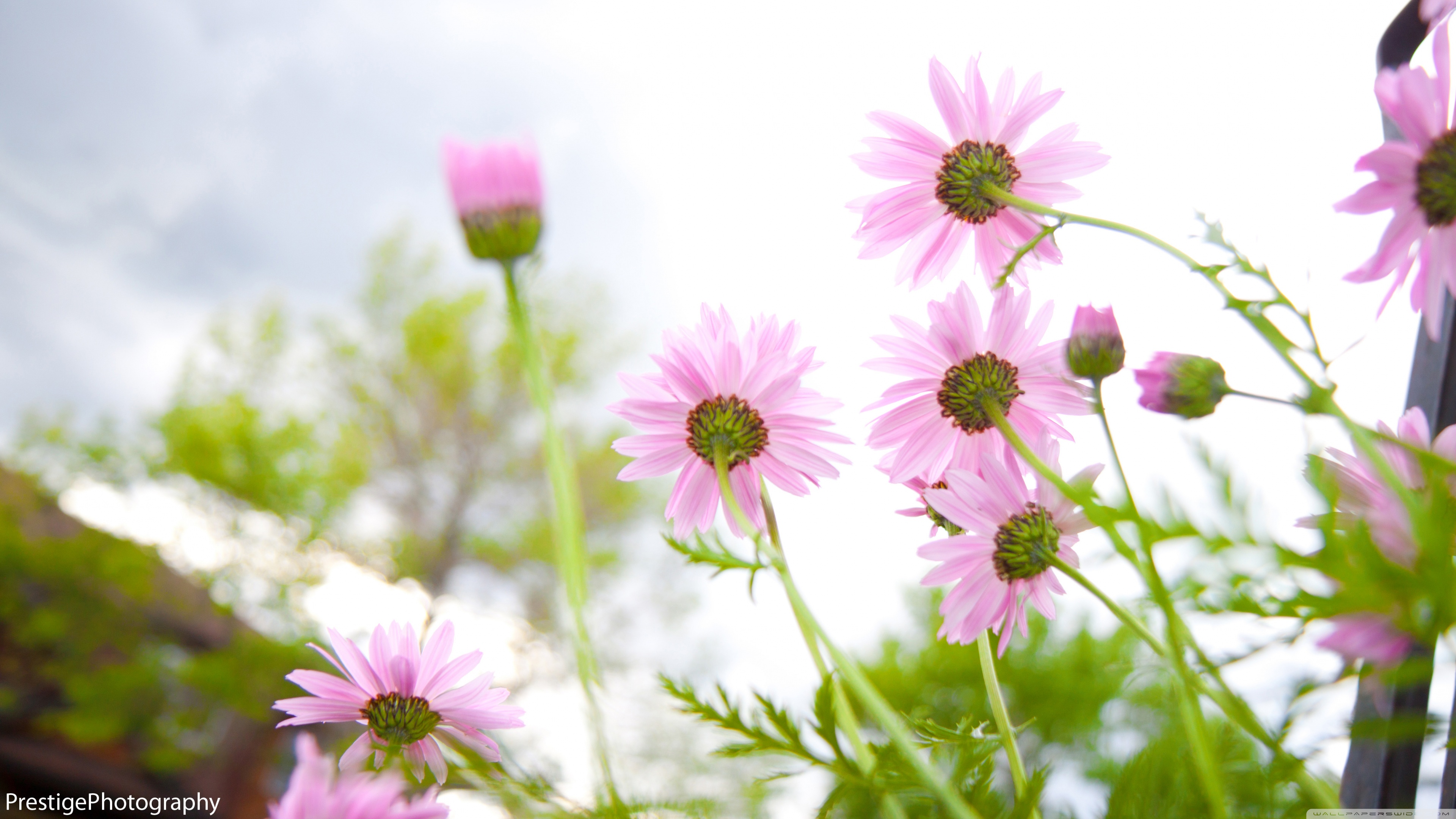 Summer Flowers Bloomin 4k HD Desktop Wallpaper For Ultra