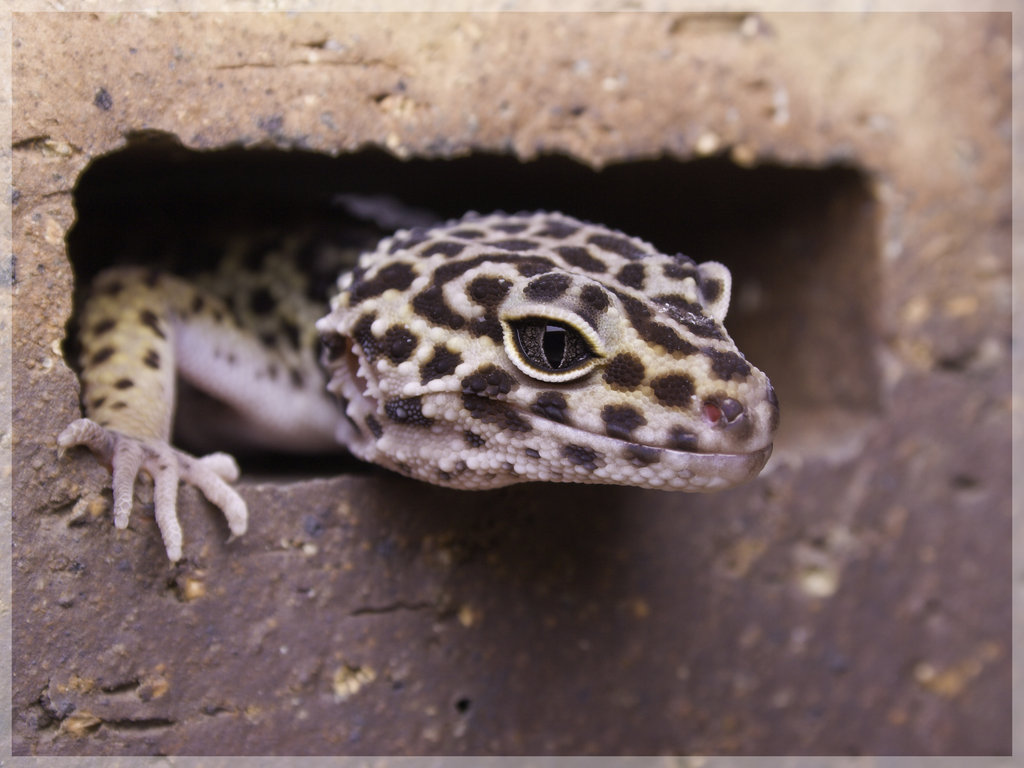 Leopard Gecko Wallpaper By