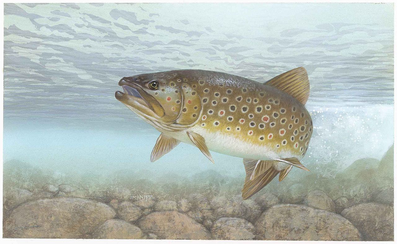 File The Brook Trout Or Eastern Fish Salvelinus Fontinalis
