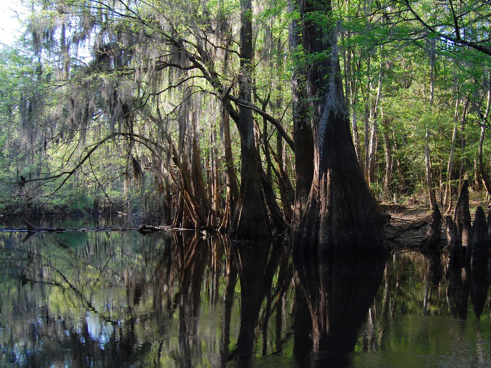 Pics Photos Swamp Background