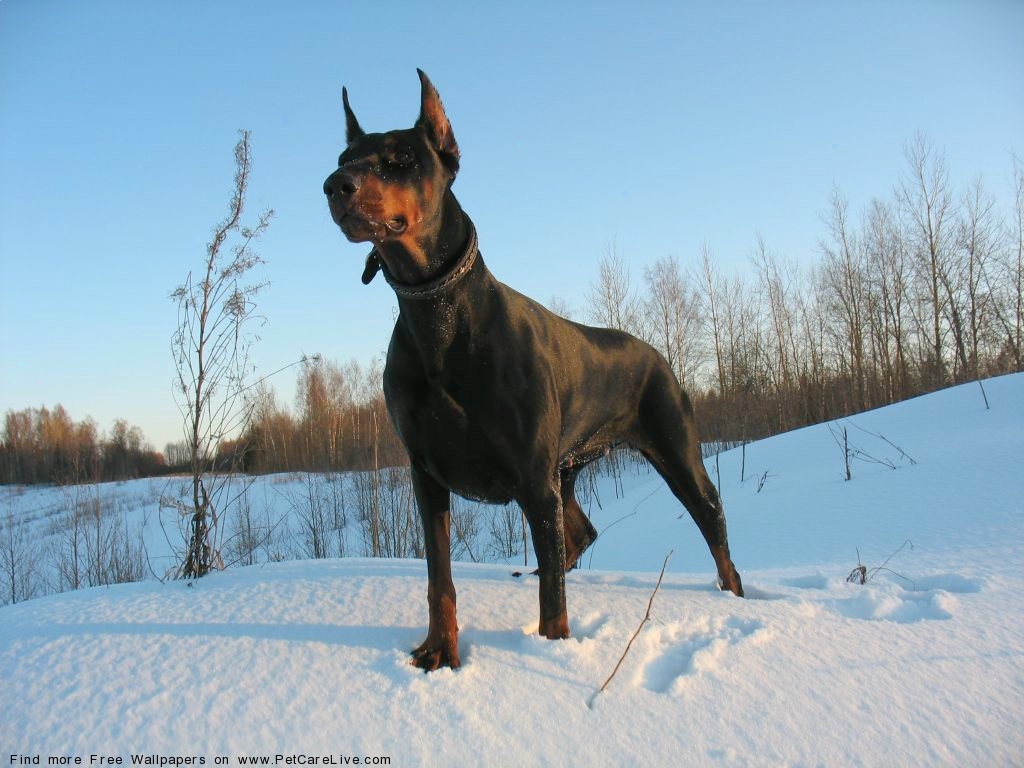 The Doberman Dog Desktop Wallpaper Pictures Online For Pc
