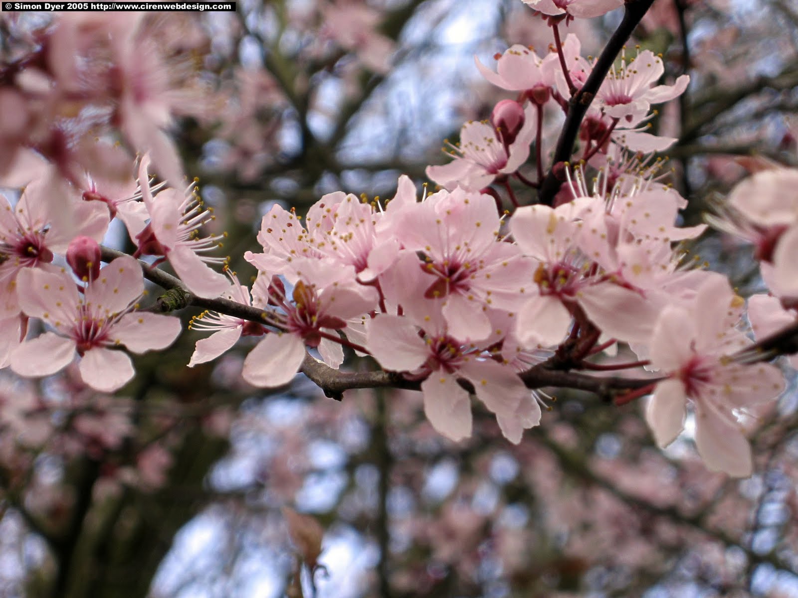 Blossom On The Background Wallpaper Picswallpaper