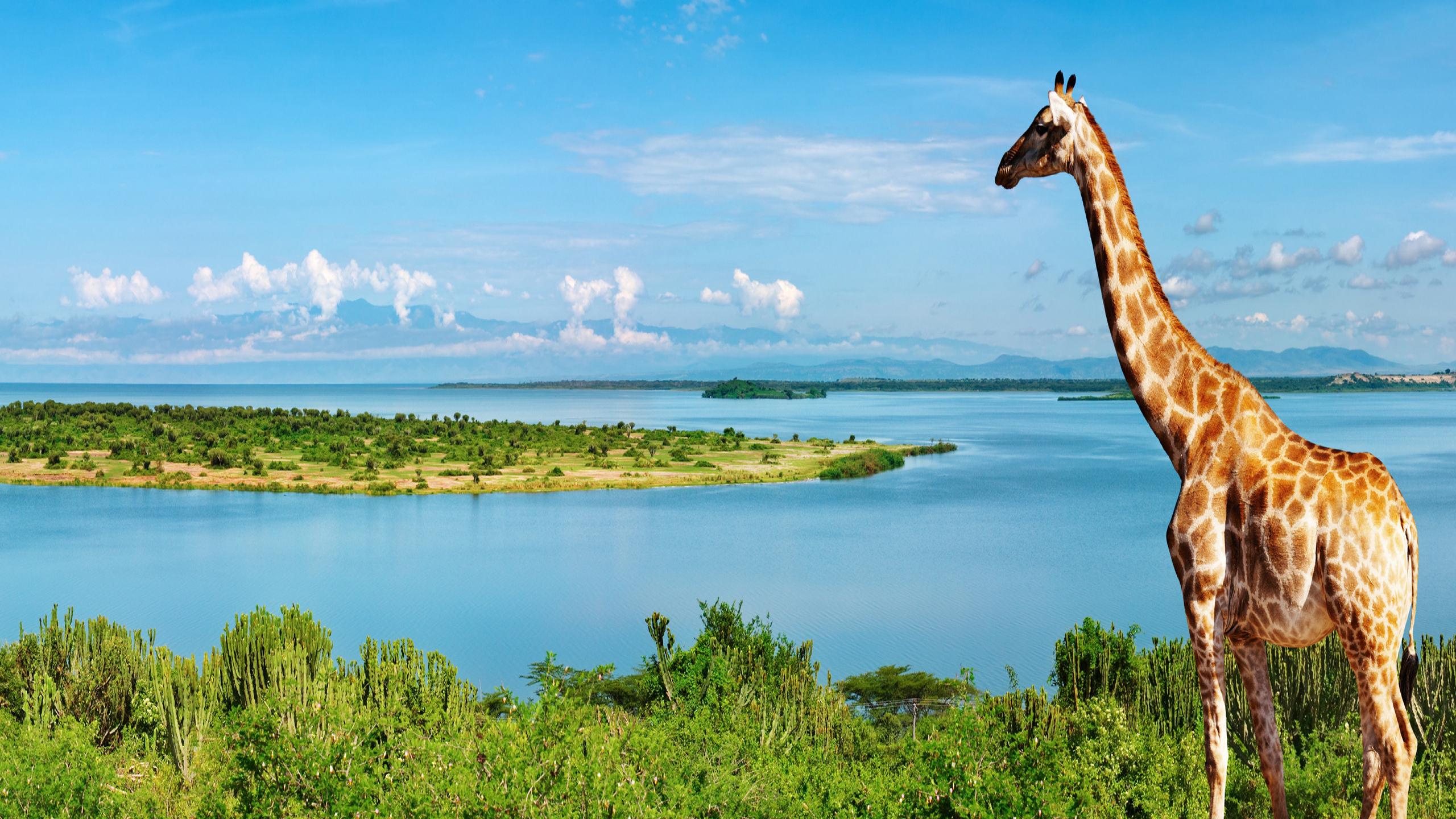 Screen Wallpaper Africa Giraffe