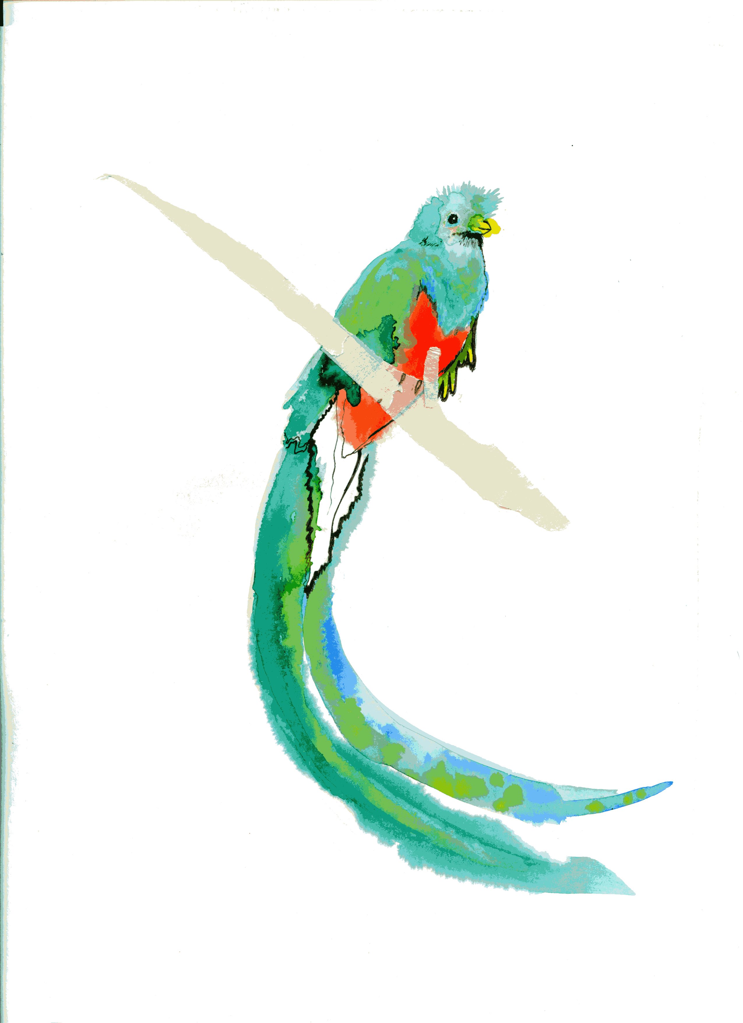Pin Quetzal Bird Drawing