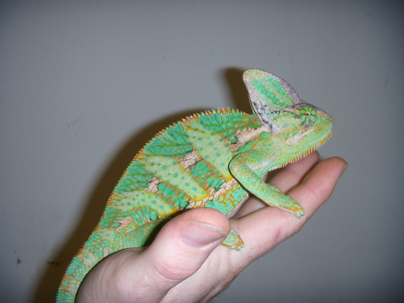 Veiled Chameleon Desktop Wallpaper Animals