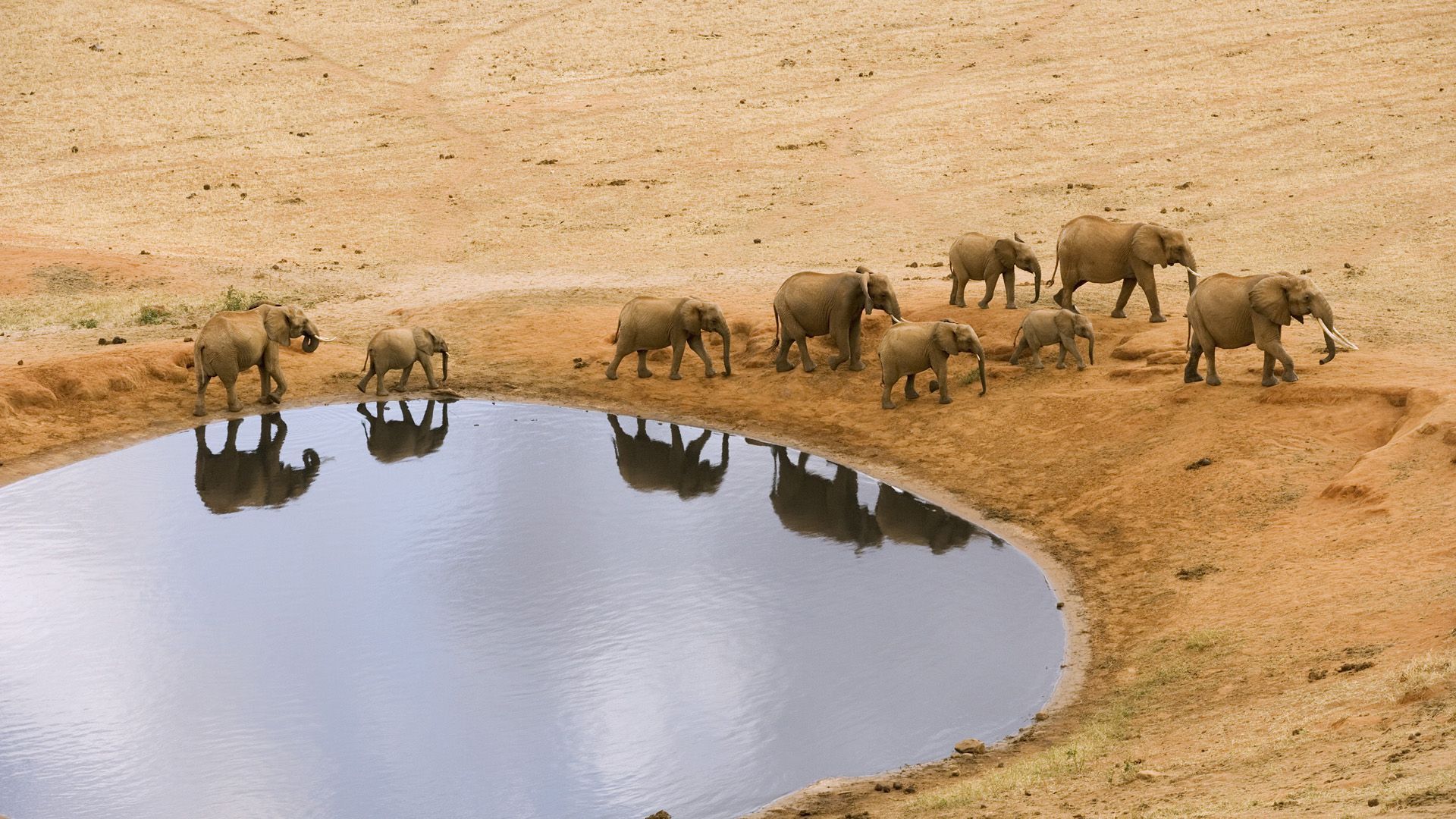 African Elephants Widescreen Wallpaper