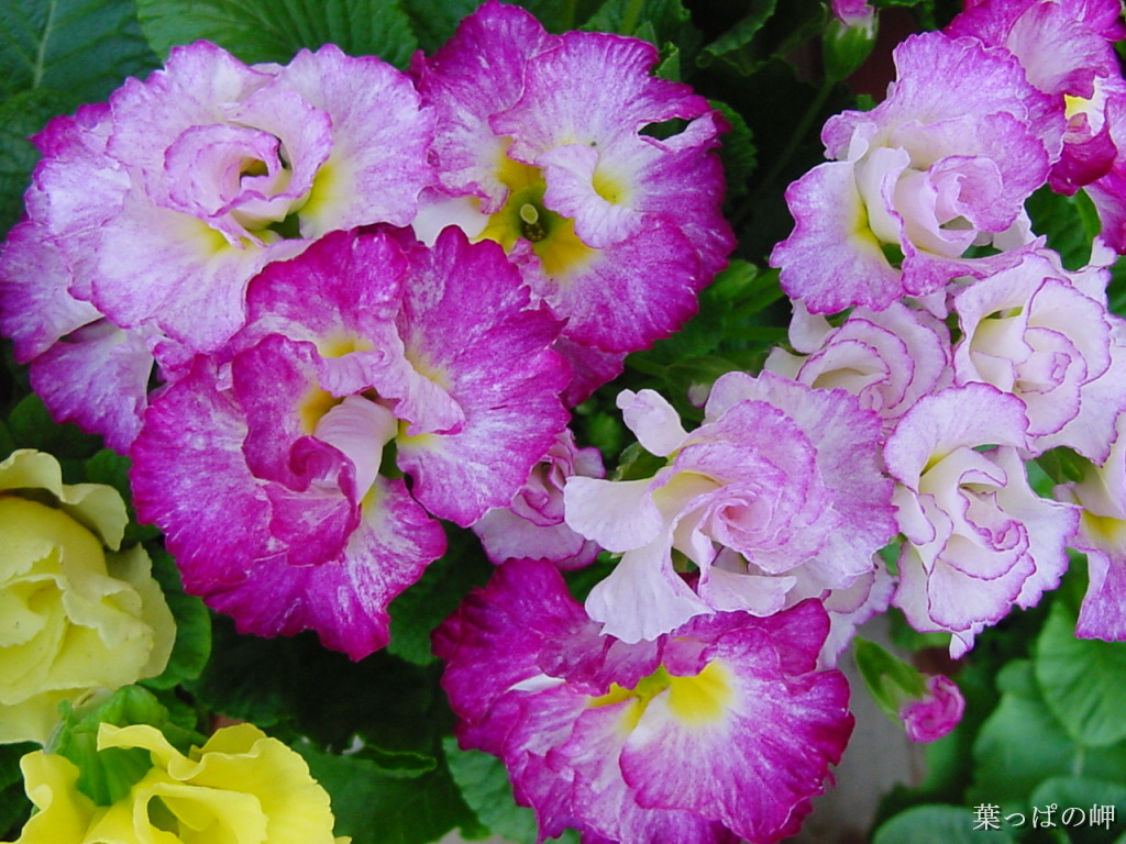 African Violet Pictures Trees And Flowers