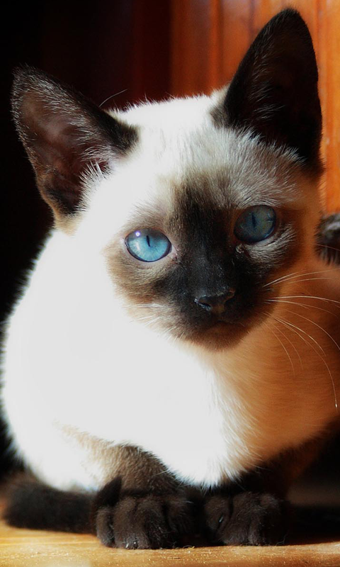 Siamese Cats Live Wallpaper HD For Android