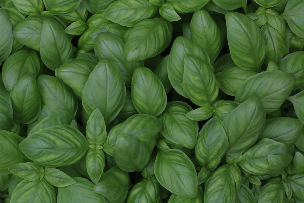 Basil Pictures Image