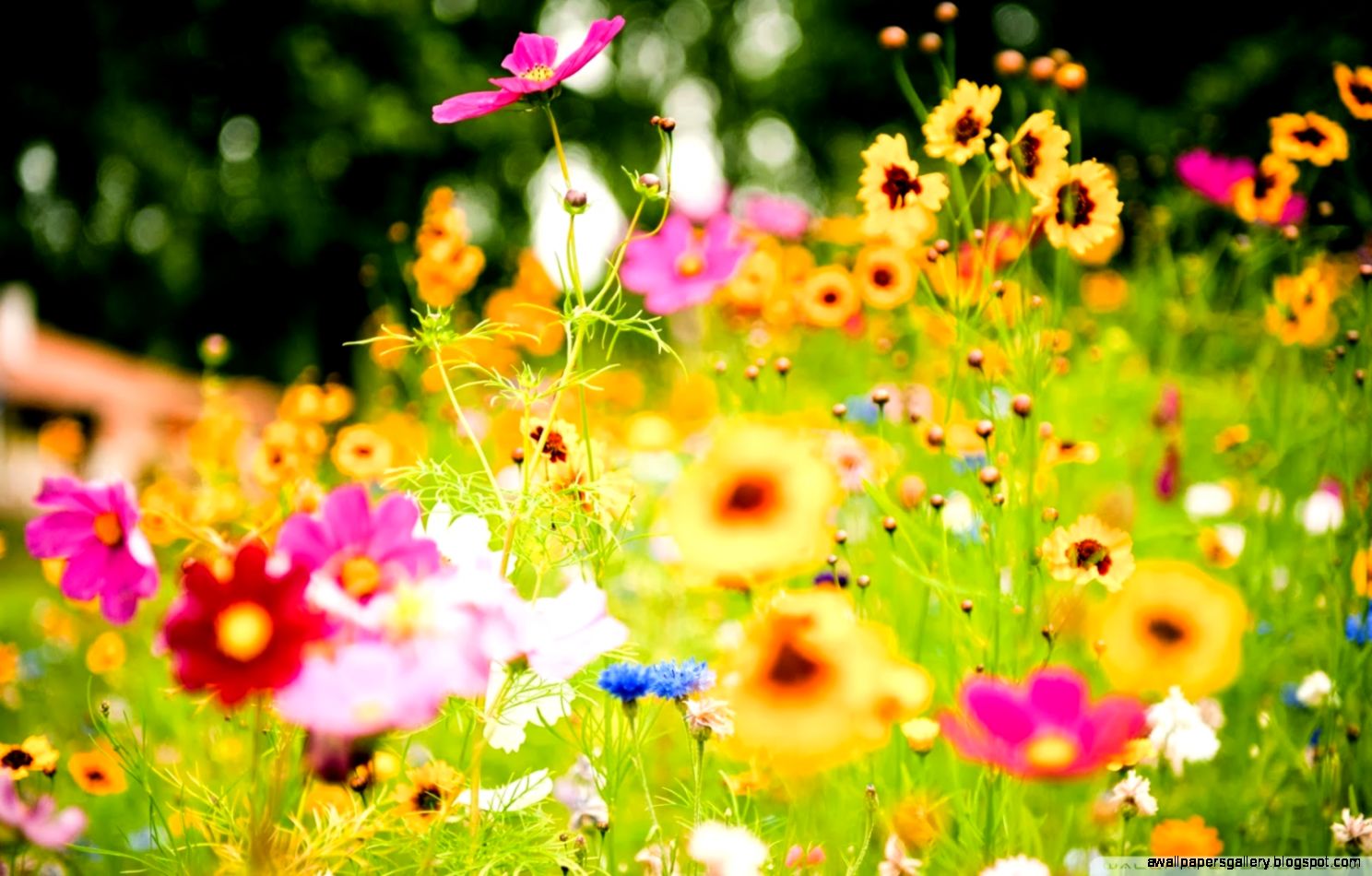 Summer Flower Wallpaper For Desktop Gallery
