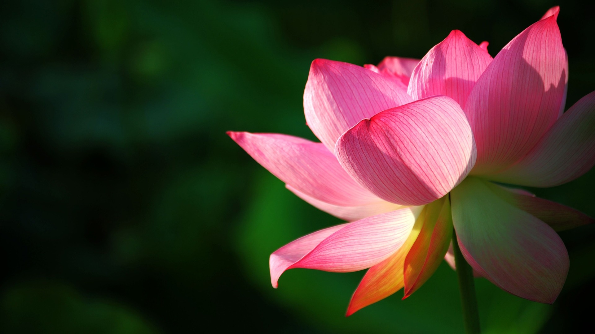 Lotus Background Wallpaper