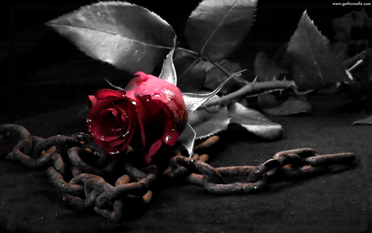 Dark Roses HD Wallpaper Check Out The Cool