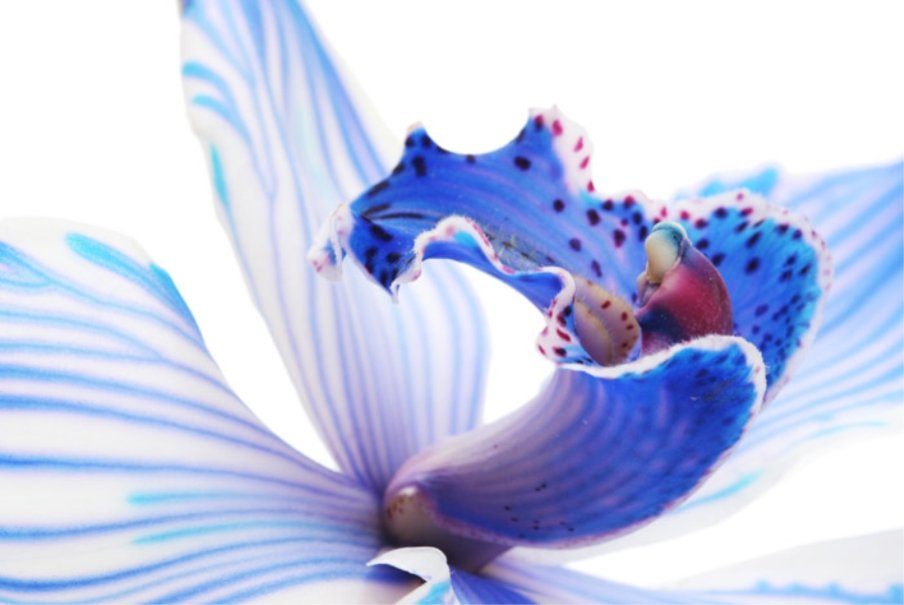 Exotique Orchid E Bleue Wallpaper
