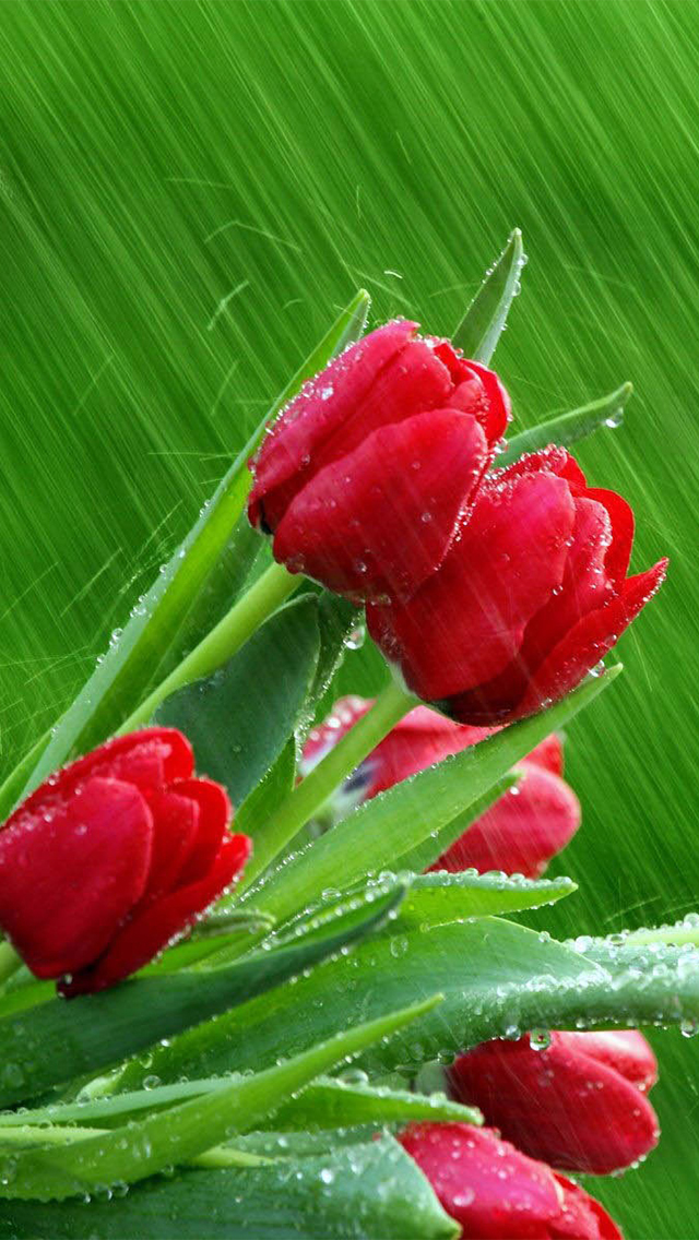 top desktop roses wallpapers hd rose wallpaper 16 beautiful red roses
